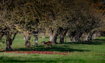 Bypass threatens to destroy Cambridge farmland rich in wildlife