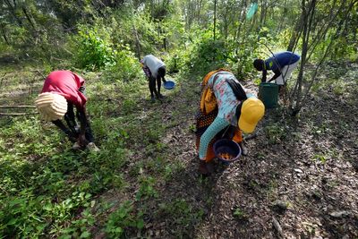 In Zimbabwe's rainy season, women forage for wild mushrooms