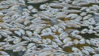 Millions of dead fish wash up amid heat wave in Australia