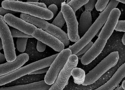 Research suggests how to boost growth of beneficial bacterial species in human gut