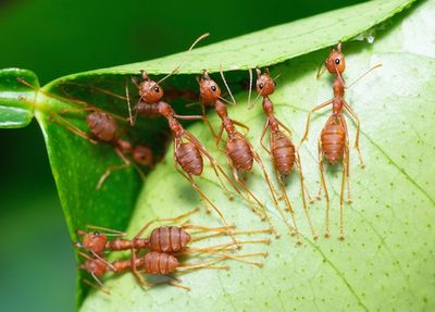 Ants Rely On A Unique Skill To Find Friends Among Trillions of Foes