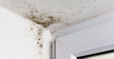 Building expert shares little-known cause of mould and £10 trick to prevent it