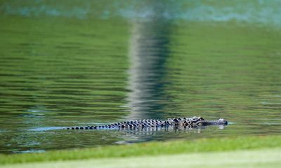 Knock, knock, who’s there? Alligator bites Florida man after he opens door