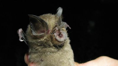 Sparrow-sized bat confirmed as Mozambique’s newest mammal