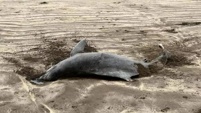 Dolphin washed ashore at Kihim beach in Maharashtra's Raigad district, 2nd such incident