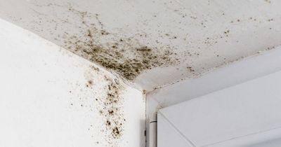 Building expert shares little-known cause of mould and tricks under €14 to prevent it