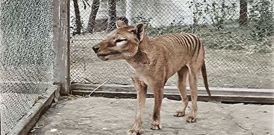 Extinct but not gone – the thylacine continues to fascinate us