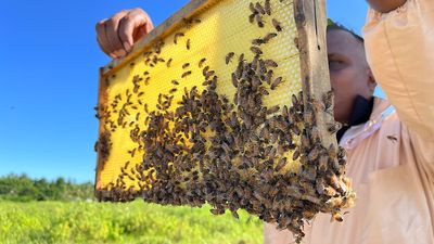 Fijian beekeepers keen to export high-quality honey, but face pollen shortage
