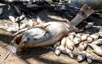 Emergency operation to deal with millions of dead fish