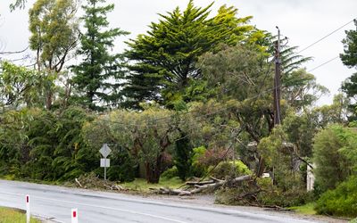 Power out across Adelaide from damaging winds