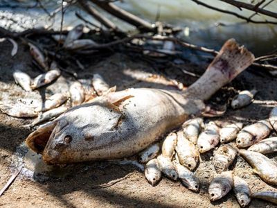 Emergency operation to deal with millions of dead fish