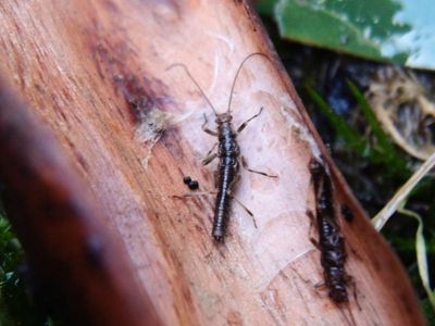 Stonefly to test endangered Victorian species law