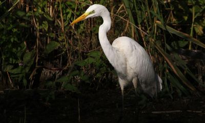 Country diary: This great white egret lives up to its name