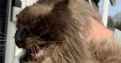 Cat missing for seven days after fatal house explosion found alive