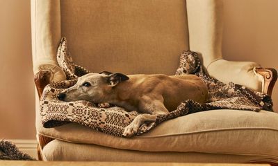 My dog has been given a yellow ribbon that says: ‘I need space’. Can I get one as well?