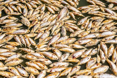 Millions of rotting fish to be removed from river amid Australia heatwave