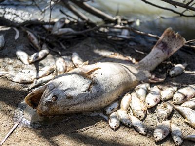 Millions of dead fish have been found in an Australian river due to low oxygen levels