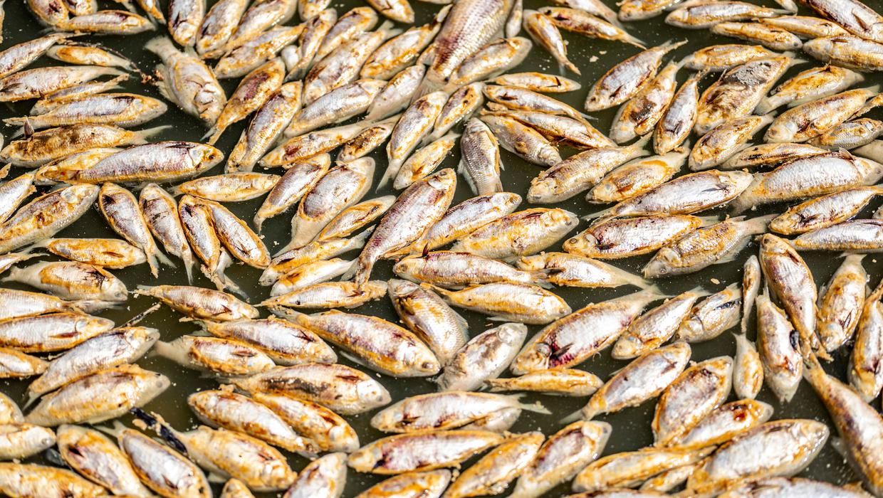 millions-of-rotting-fish-to-be-removed-from-outback