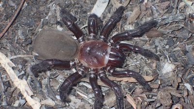 'Rare and giant' trapdoor spider species, Euoplos dignitas, discovered in Brigalow Belt