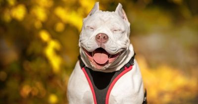 Abandoned dog froze to death while waiting to be found tied to tree in -5C chill