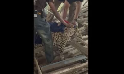 Maharashtra: Leopard enters residential area in Pune, rescued by forest department