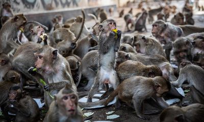 Fate of 1,000 trafficked lab monkeys at center of US investigation in limbo