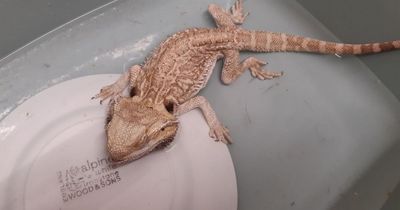Scots man who starved pet bearded dragon banned from keeping animals for one year