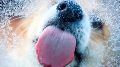 Why you shouldn't let wild animals lick your car this spring