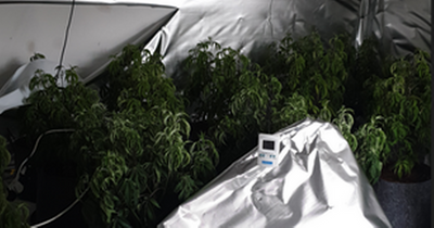 Police discover cannabis farm worth over £200k in raid