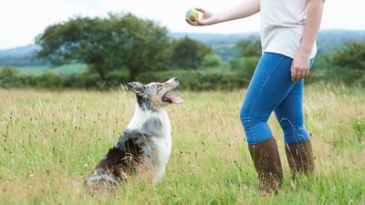 Put a stop to your dog’s challenging behavior with this trainer’s one genius training tip
