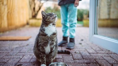 Do cats know their names?