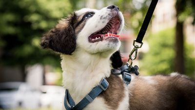 Want to enjoy happy, stress-free walks with your dog? Then you need this trainer’s one clever cue