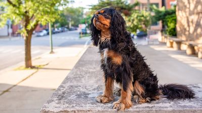 Trainer reveals one thing we can do for a better behaved dog, and it's ridiculously simple