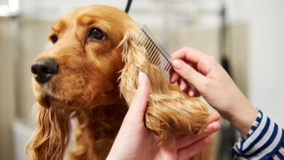 This simple grooming mistake can pose a serious health risk for your dog