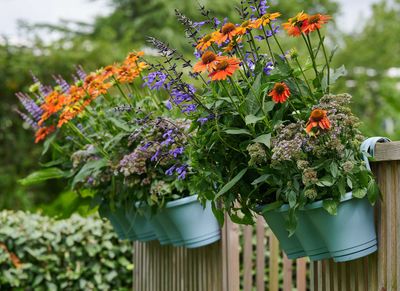 What are the best flowers for beginner gardeners? 7 hard-to-kill blooms to plant now to bring color to your backyard