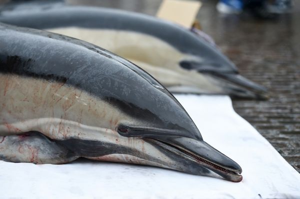 French court orders fishing bans to protect dolphins