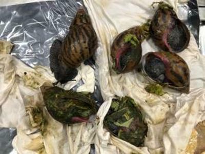 Giant African snails, a voracious invader, are intercepted at Detroit's airport