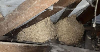 Horrified family find giant wasp nests the size of 'space hoppers' in attic of new home
