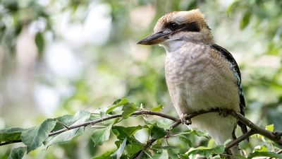 Kookaburra cull of 350 birds lands Tasmanian man a $5,000 fine for incorrect weapons permit