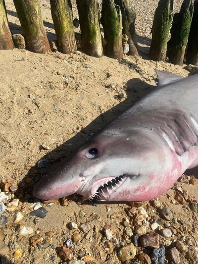 Hunt for head of ‘butchered’ shark that washed up on UK beach