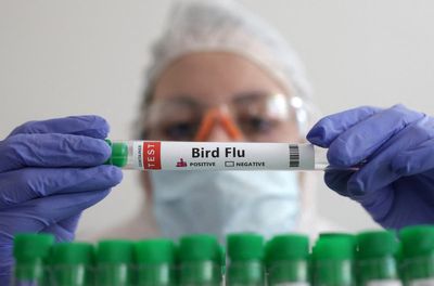 Vaccine makers preparing human bird flu shot ‘just in case’ of pandemic