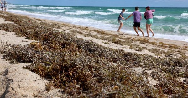 Blob of seaweed twice the width of entire US heading for Florida and threatening beaches