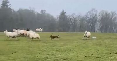 Out of control dog chases and attacks pregnant sheep on Perthshire farm