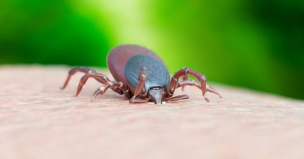 Tick-borne illness spreads across US as officials say it's now endemic in multiple states