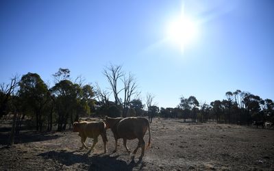 Green groups urge more after dire UN warming report