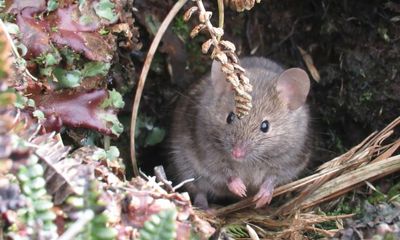 World’s biggest single eradication operation aims to remove mice from island