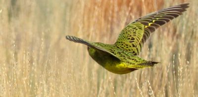 Our mysterious night parrot has terrible vision – but we discovered it might be able to hear like an owl