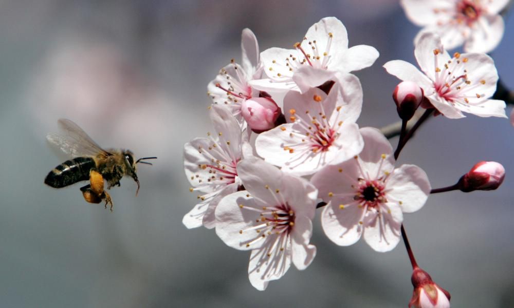 Simon Armitage savours spring ‘ecstasy and melancholy’…