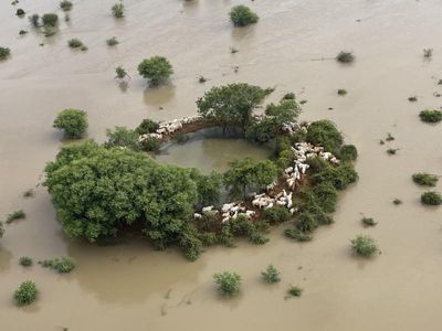 Perished cattle part of enormous Qld flood cleanup