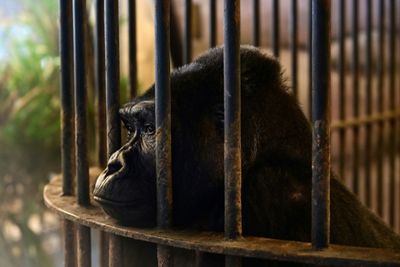 No freedom on the horizon for Bua Noi